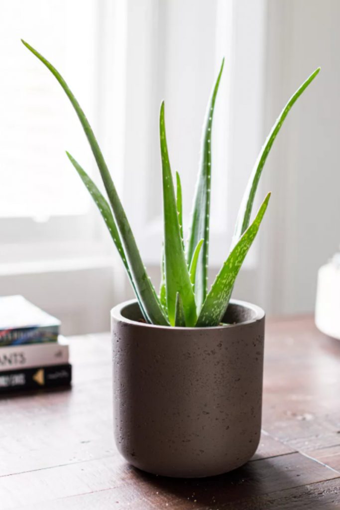 calathea ornata