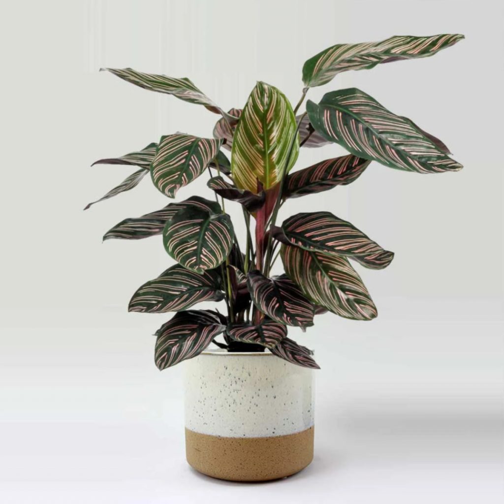 the Calathea Ornata plant in a two-tone pot