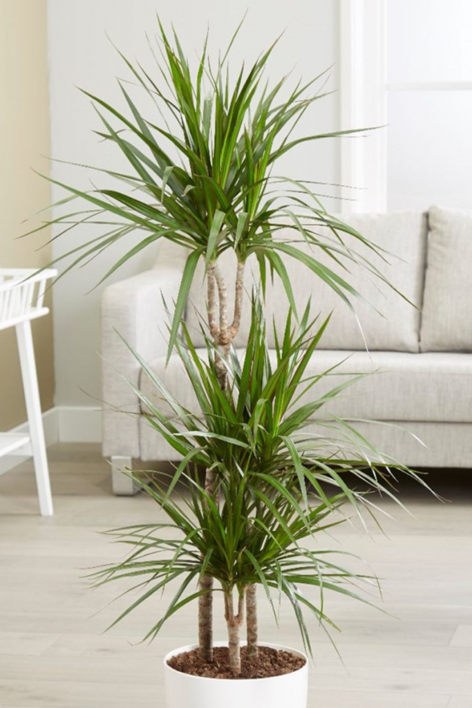 Dracaena marginata