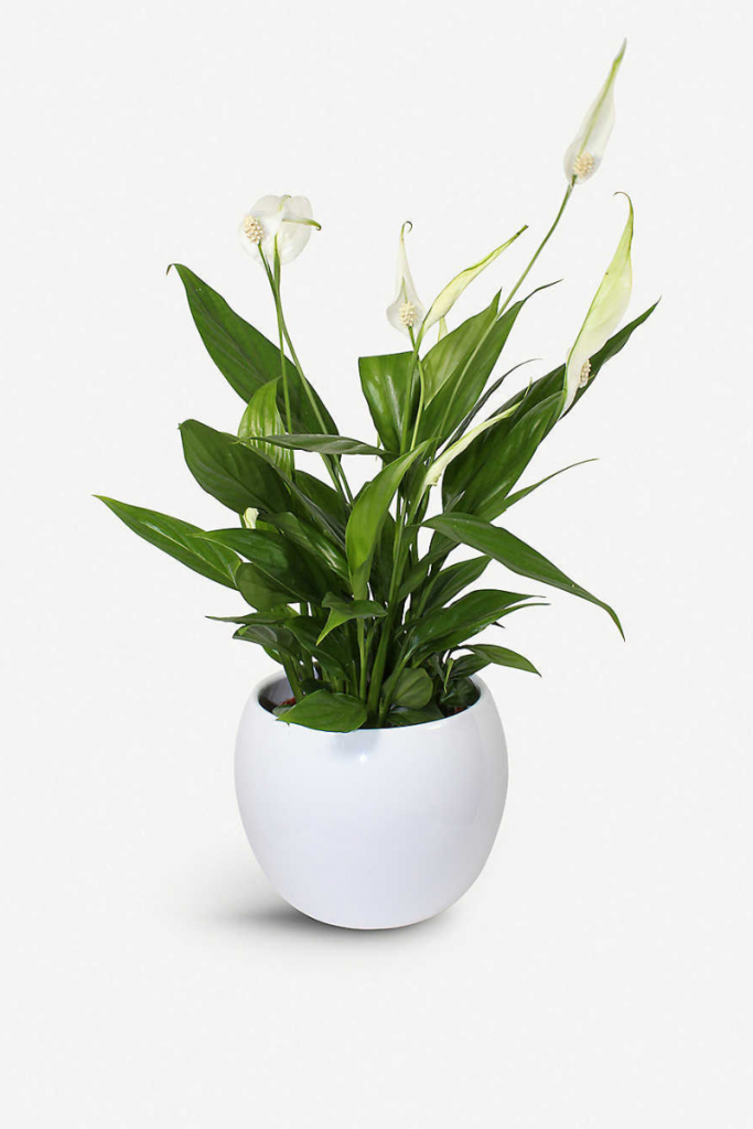 house plants for bathroom