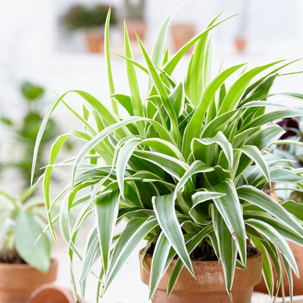 spider plant