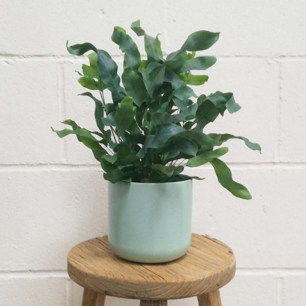 the Blue Star fern in a pale turquoise pot, sitting on a wooden stool in front of a white wall