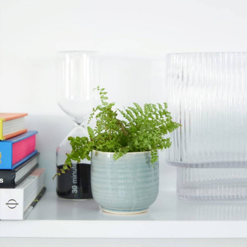 a light blue pot with the Boston fern, one of the best house plants for your kitchen