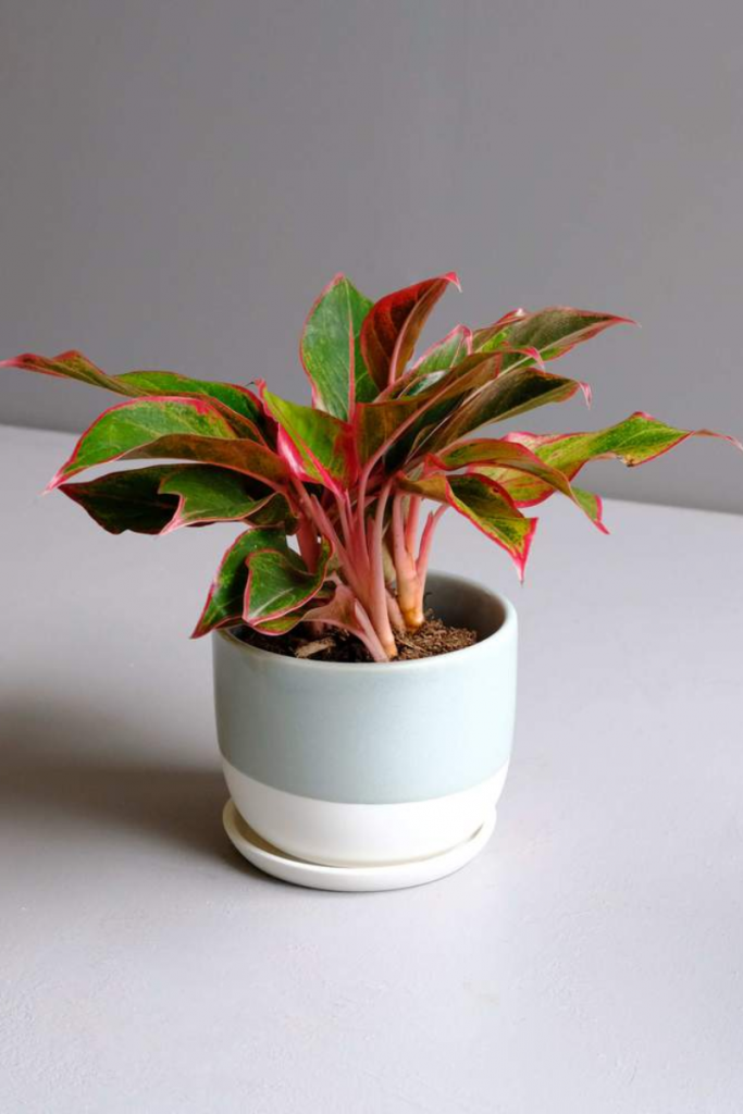 the Red Aglaonema plant, one of the best house plants for your kitchen