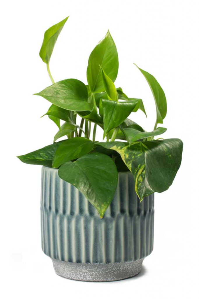 the trailing plant golden pothos in a fluted pot