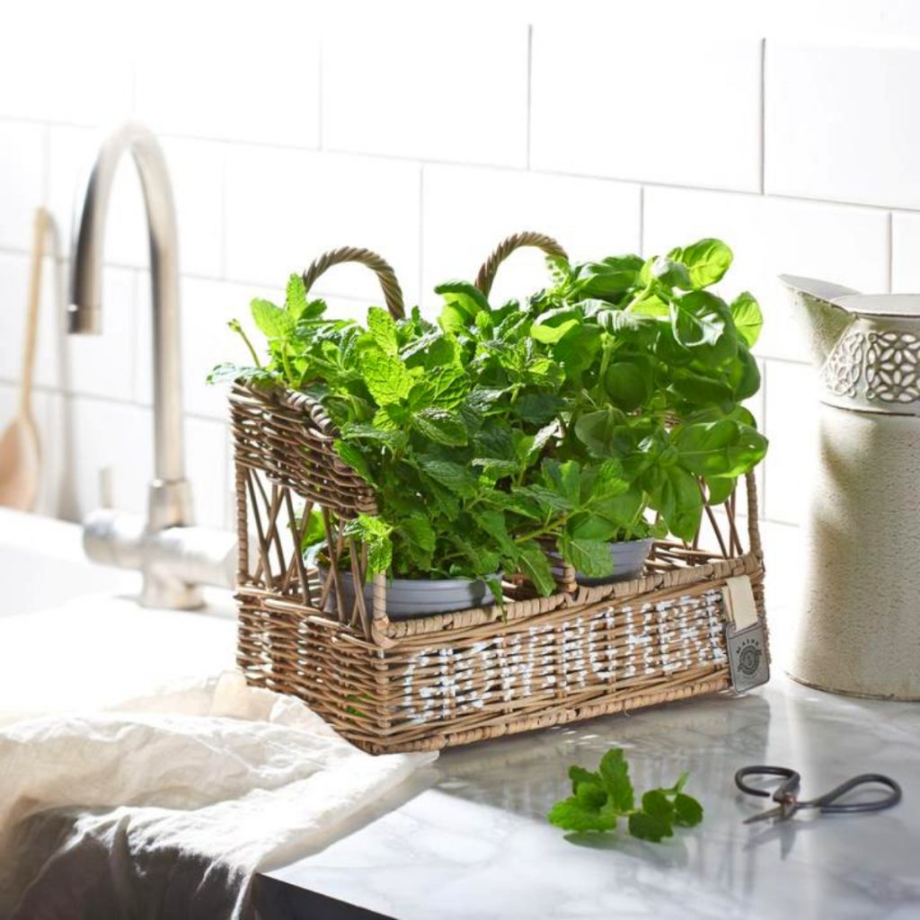 a kitchen herb garden in a wicker basket on a kitchen worktop