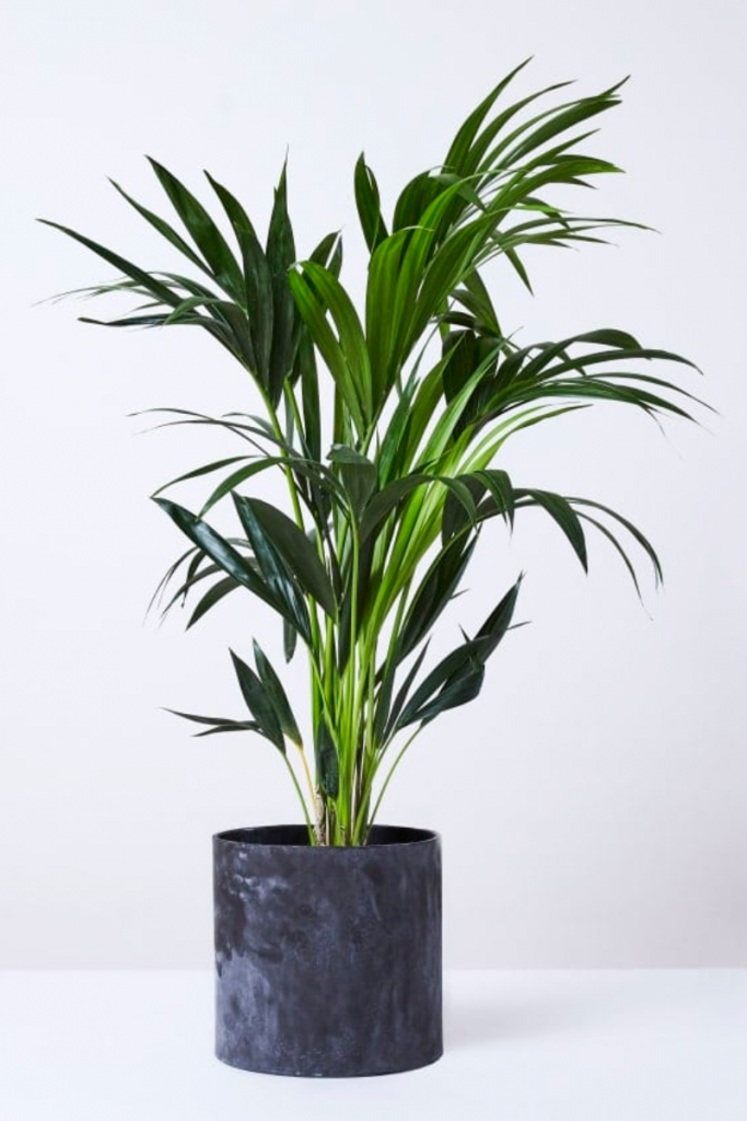 the plant Big Ken, one of the best house plants for your kitchen, in an anthracite pot