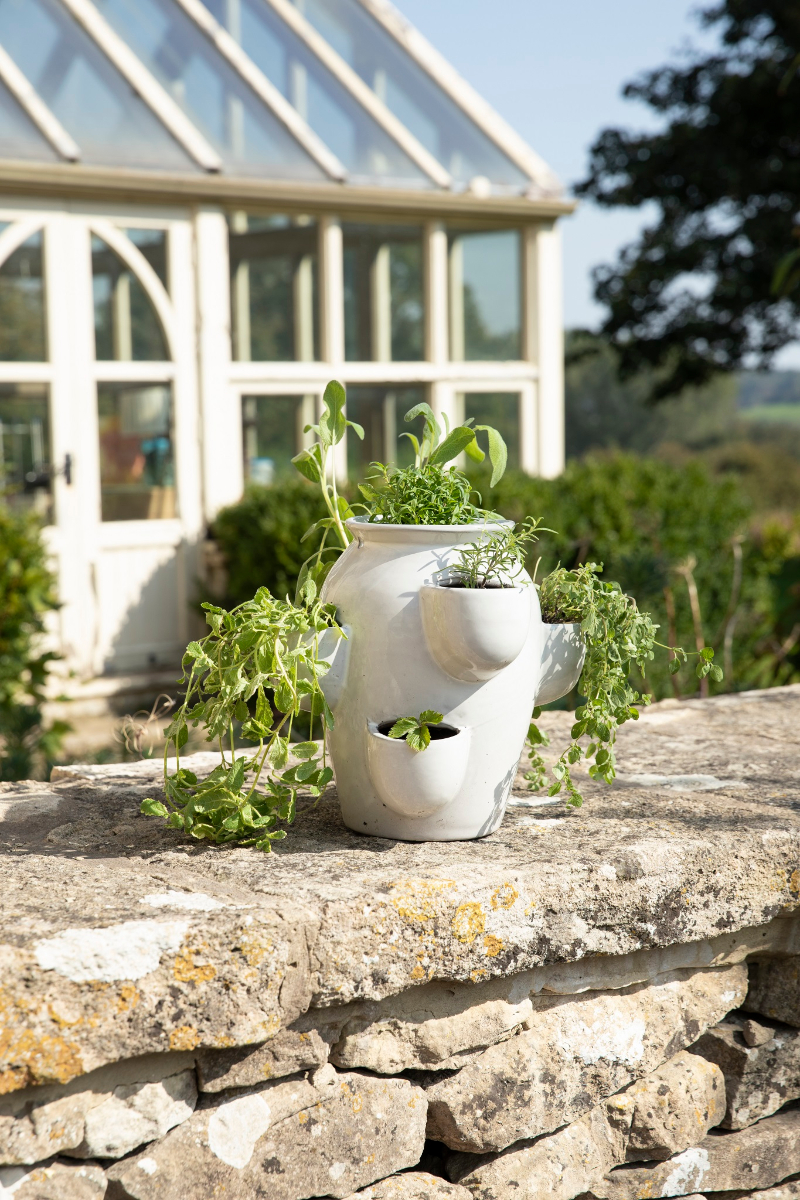 How to have a herb garden in your kitchen