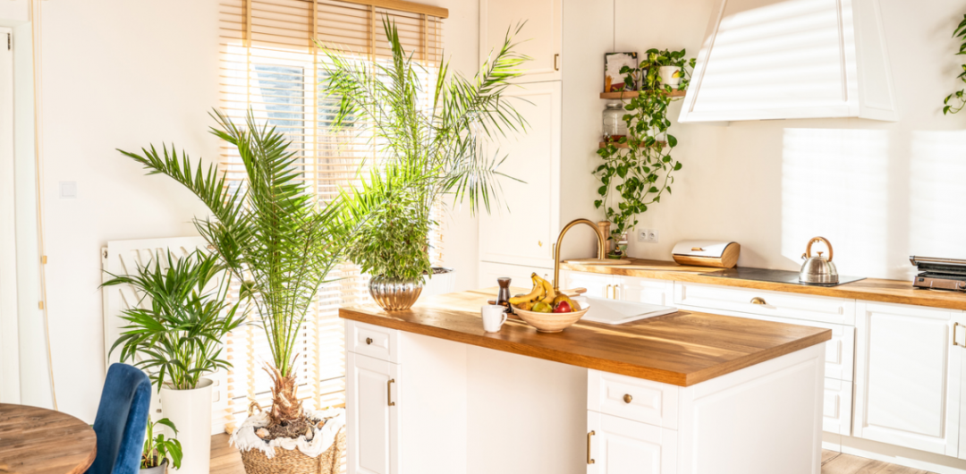 a variety of house plants in a white kitchen with wooden worktops