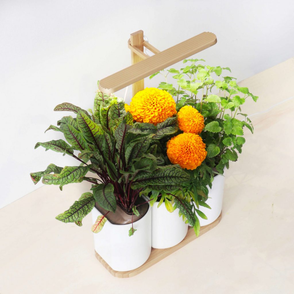 three white pots on a wooden shelf featuring a kitchen herb garden