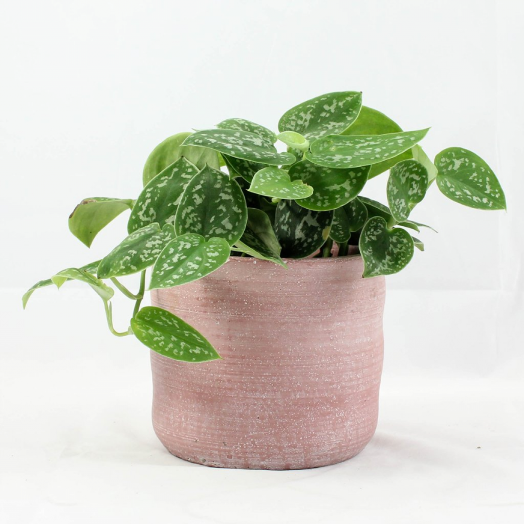 the Satin Pothos trailing plant in a light pink pot