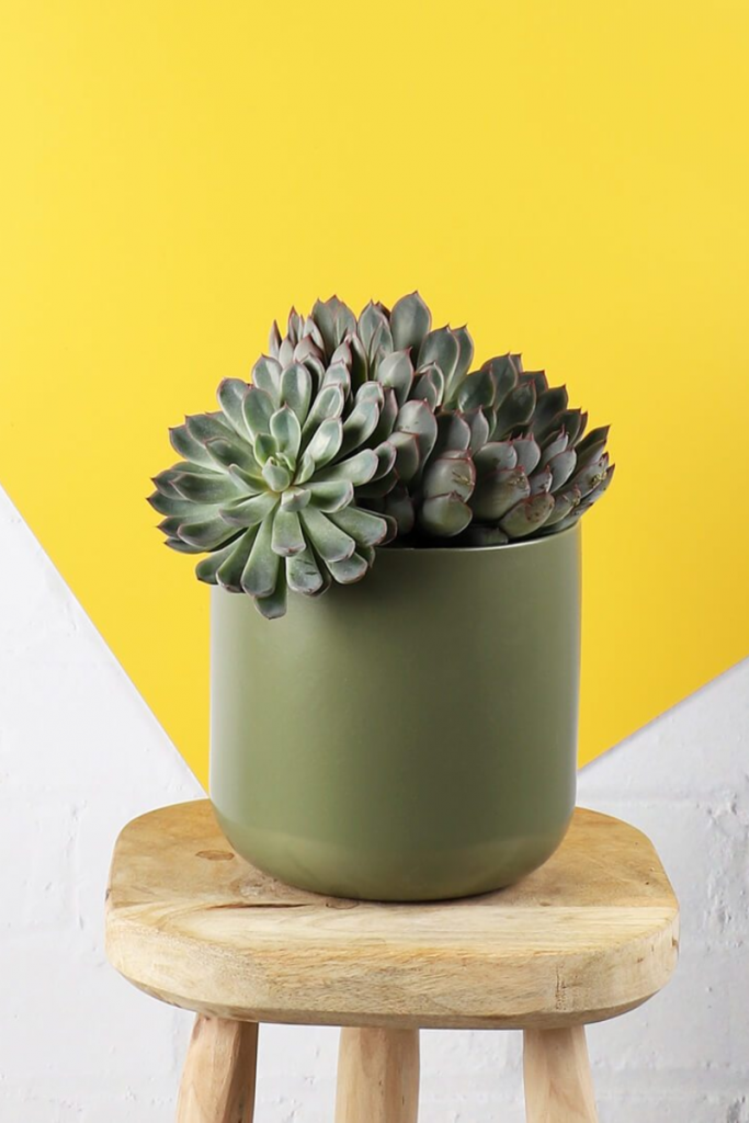 a succulent in a green pot, one of the best house plants for your kitchen