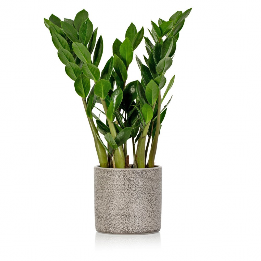 a grey pot holding the Zamioculcas plant, one of the best house plants for your kitchen